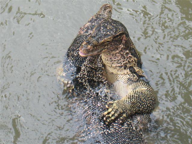 Thai water monitor